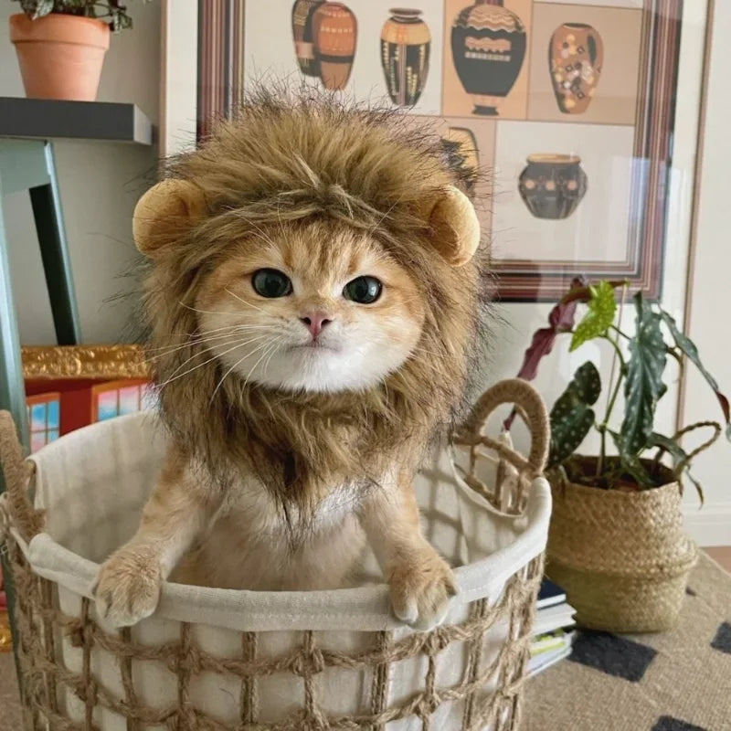 Cat Lion Mane